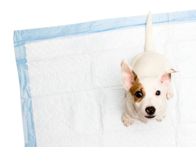 Imagem ilustrativa de Tapete higiênico para cachorro direto da fábrica